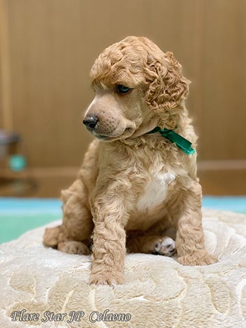 �X�^���v�[�e��